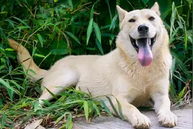 中华田园犬露露，忠诚懂事很听主人话，把手伸进嘴巴里也不会咬视频封面