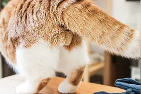 小公猫发情嚎叫，主人不堪其扰欲鸽蛋，拍下最后蛋写真新年新开始视频封面