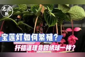 宝莲灯如何繁殖？扦插道理竟跟绣球一样？宝莲灯养护教学！视频封面
