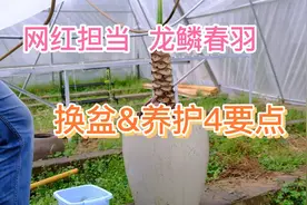 龙鳞春羽养护要点