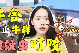 牛舍蚊子太多，牛被叮咬不爱长肉！教你3招，蚊子吓得不敢来！