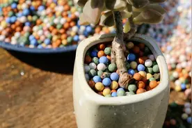 花盆里面不漂亮？园艺师教你，用上彩色陶粒，颜值直线往上升
