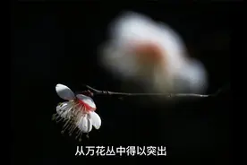 拍照时主体不够突出？分享“虚实对比”技巧，拍出主体突出的作品视频封面