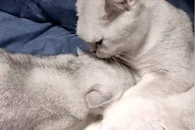 真不害臊！4个月的大奶猫还要吃奶！猫妈妈让吃吗「激萌奖金」
