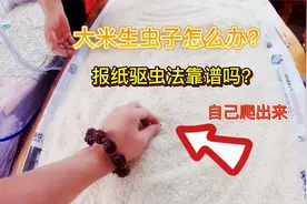 大米生虫子怎么办？大妈教你一招，米虫自己全爬出来视频封面