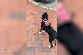 狗狗对着救护车鸣声嚎叫