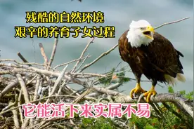 幼雕为了生存啄食兄弟身体 两只小海雕悲欢离合的成长故事（下）