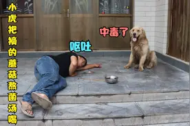 小虎把摘得蘑菇熬成菌汤喝，刚喝下不久就倒地呕吐，金毛说中毒了视频封面