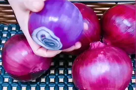 洋葱这样保存，掌握这方法，不烂还新鲜，保存半年都不坏视频封面