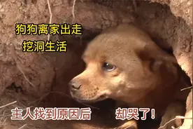 狗狗离家出走挖洞生活，都不愿意回家，这背后究竟是什么原因？
