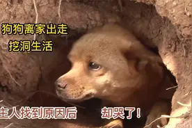 狗狗离家出走挖洞生活，都不愿意回家，这背后究竟是什么原因？视频封面