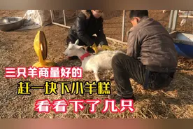 三只羊赶一块下小羊羔，生产全过程，结果出乎我的意料，养羊技术