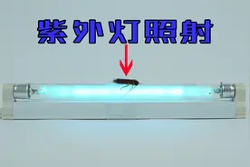 小伙把蟑螂曝露在大功率紫外灯下，能顺利除掉它吗？视频封面