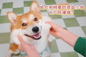 柯基和柴犬的混血小狗，长大后像谁？视频封面