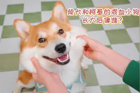 柯基和柴犬的混血小狗，长大后像谁？视频封面