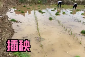 很多地方用上了插秧机，看看这边农村，人工插秧方式有啥不同