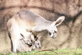 袋鼠妈妈清理育儿袋的方式让人大跌眼镜，会选择吃袋鼠宝宝的粪便
