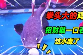 55公分长的招财猫，一口吞下拳头大的鸡蛋，3秒钟后整缸水废了视频封面