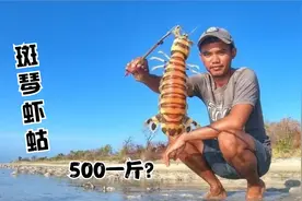 国外抓斑琴虾蛄，最大个超过一米长的皮皮虾，价格在500多一斤视频封面