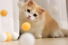 猫咪打乒乓球，一次发一球不过瘾，主人连发几百次！猫：完球！视频封面