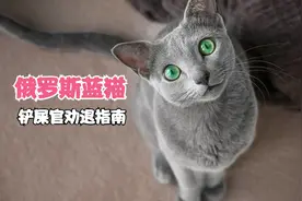 俄罗斯蓝猫，为啥是正宗蓝猫？这个小身板怎么在北极圈混？视频封面