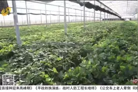 厉害了！男子返乡搞起大棚种植，羊肚菌+蜜薯，年收入过百万视频封面