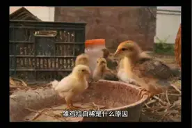 鸡拉白屎怎么办? 鸡拉白色带水的屎怎么办 鸡拉稀站不起来怎么办视频封面