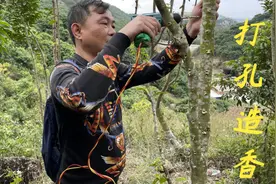 很多网友都不懂怎么给奇楠沉香打孔造香，老林今天给大家示范一下视频封面