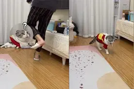 戏精小猫学主人瘸脚走路，网友：小猫咪能有什么坏心思视频封面