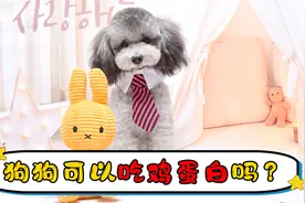 狗狗可以吃鸡蛋白吗视频封面