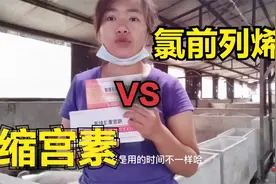 河南养猪一家人分享在猪场如何正确使用催产素氯前列烯醇和缩宫素视频封面