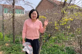 家里的桐花菜开了 去邻居家菜园摘一盆蒸着吃 住娘家的日子真开心