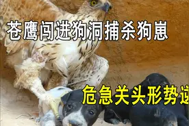 苍鹰闯进狗洞捕杀狗崽，狗崽无力反抗，结果不速之客到来形势逆转视频封面
