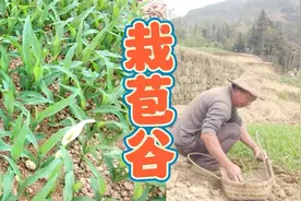 苞谷苗移栽，选这个时候栽苞谷速度快，成活率高视频封面