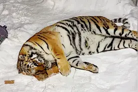 给600斤大老虎闻“猫薄荷”，看它会如何反应，网友：真的醉了！视频封面