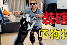 主人装瞎，假装看不到狗狗，二哈急得哇哇大叫，像个失心疯，搞笑视频封面