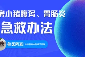 养猪人，产房小猪拉稀腹泻损耗高达7成，分享一个通用解决方案视频封面