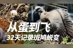 从蛋到飞, 32天记录珠颈斑鸠蜕变