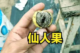 仙人球开花要学会“授粉”，果子长得大，不仅能吃，还能播种！视频封面