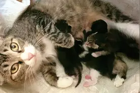 狸花猫一年生4窝，不是在生孩子，就是在去生孩子的路上！视频封面