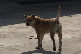 今天下村发现一条好狗，它那尾巴像毛笔一样，太靓了视频封面