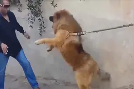 有趣动物盘点：藏獒攻击男子，男子拿出自己宠物，藏獒立马就怂了