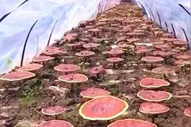 庐山密林藏琼珍，夏秋之交灵芝生长最盛，灵芝孢子粉药用价值更高