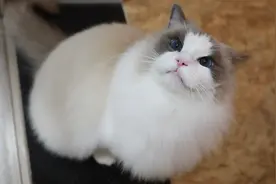 猫咪的一天生活记录vlog，睡吃玩超幸福，新年新开始视频封面