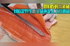 你们每天常吃的三文鱼，真的是进口野生三文鱼吗？而不是虹鳟鱼？视频封面