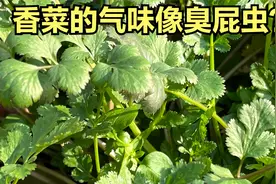 到底是美味的香料还是臭屁虫的气味？芫荽的历史人文视频封面
