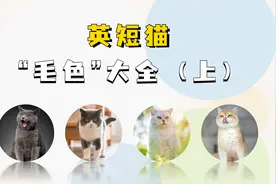 英短猫“毛色”大全，快看看你认识几种！视频封面