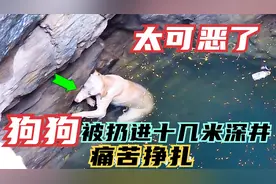 救助被扔进深井的可怜狗狗，结局暖心视频封面