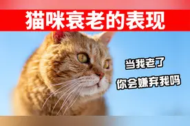 猫咪衰老的6个表现！当猫咪老了，你会嫌弃它吗？