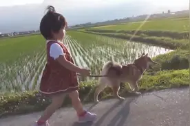小女孩牵着柴犬到田野散步，女孩紧跟狗狗身后，画面十分有爱